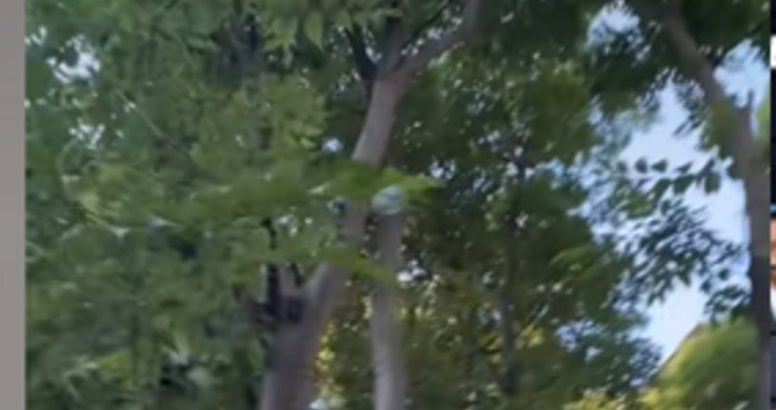 Гражданин сигнализира за паднало бебе сврака от дърво във Варна Здравейте