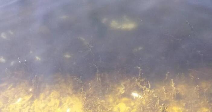 Сигнал за наличие на умряла риба в река Марица в