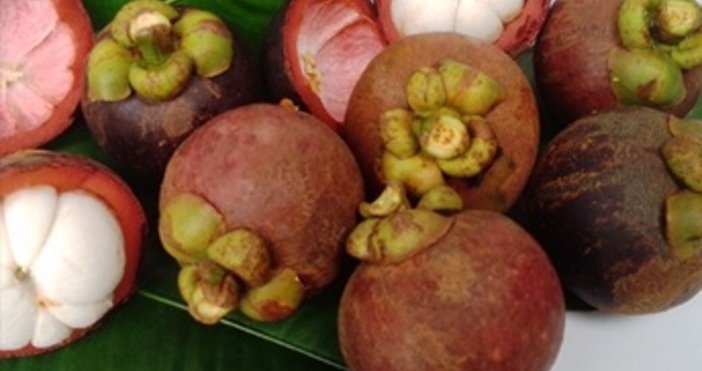 Мангостинът наричан още благородникът сред плодовете вече може да бъде