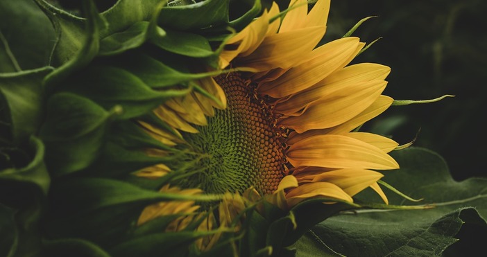 Виждам че слънчогледът си отива В момента е в масов