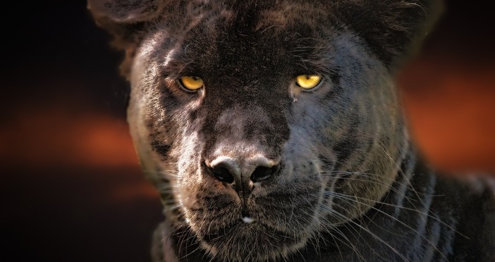 Сагата с мистериозната черна котка за която се смяташе че