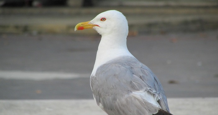 Мъж простреля гларус с пистолет след което хвърли птицата в