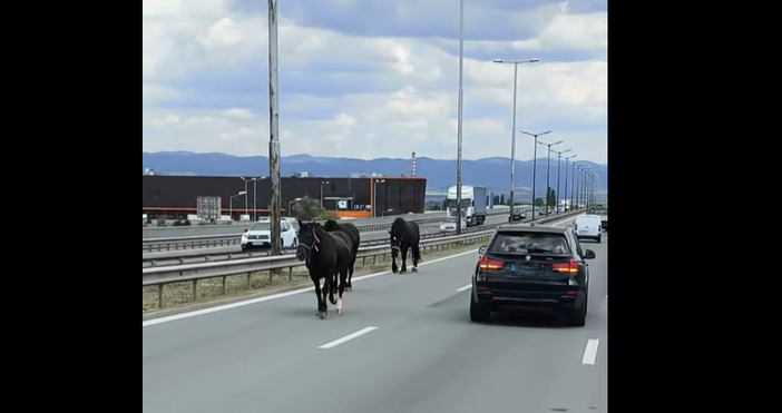 Изумителна гледка стъписа шофьори на околовръстното в София Три безстопанствени