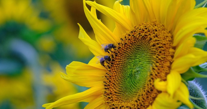 Масово използван фунгицид с който се пръскат плодовете и зеленчуците