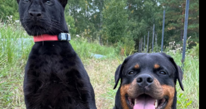 В едно необикновено приятелство между диво животно и домашен любимец