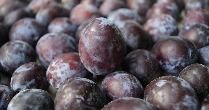 Любимите ни сушени сливи се открояват като ценна храна която обича