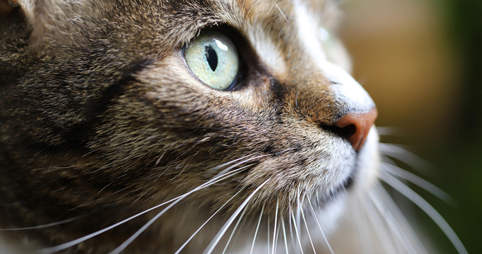 Откриха котка в тежко състояние в разградското село Мортагоново съобщиха