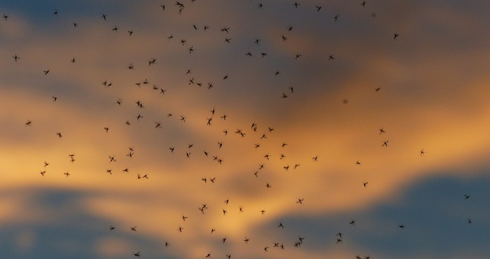 Рояци еднодневки нападнаха Свиленград съобщава stmost info В кв Юг и в