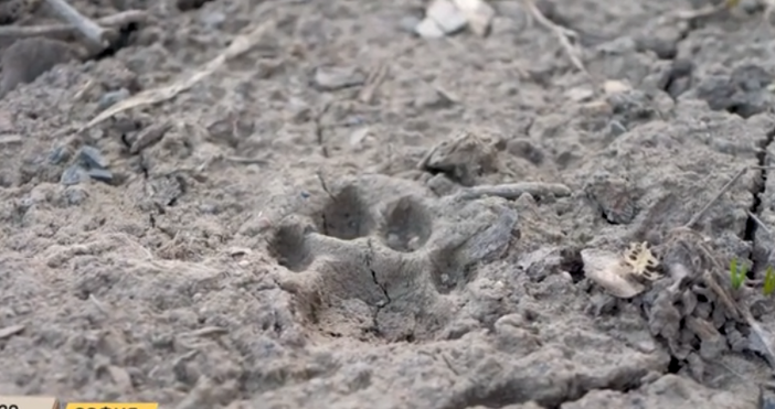 кадри  БтвЧерната пантера от шуменското плато може да се окаже друго