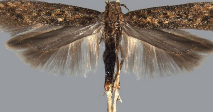 Вредителя се разпространява в цялата страна и заплашва селскостопанската продукцияДоматеният