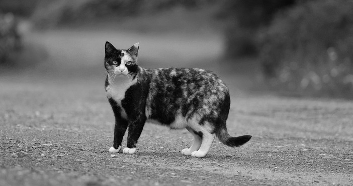 Полицията в Сливен издирва мъж малтретирал и убил улична котка