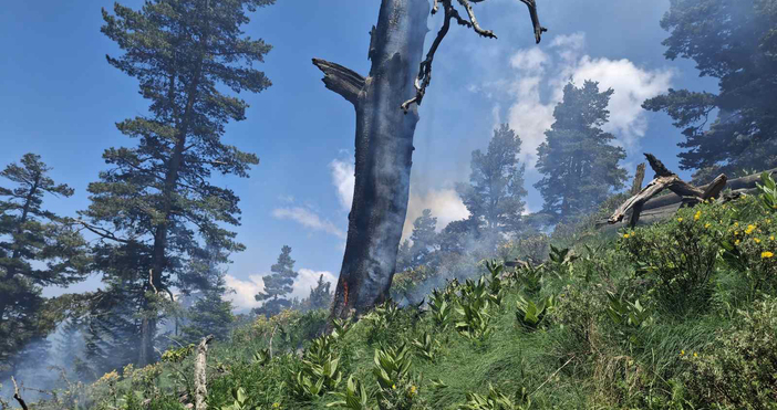 Екипи на пожарната служба в Рила и горски работници доугасяват