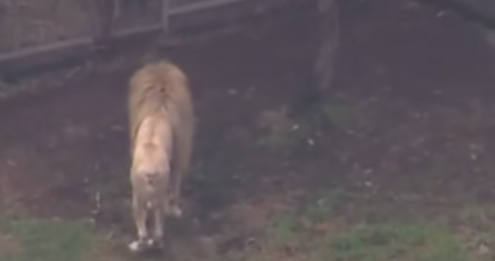 Жена загуби ръката си след като бе нападната от лъв