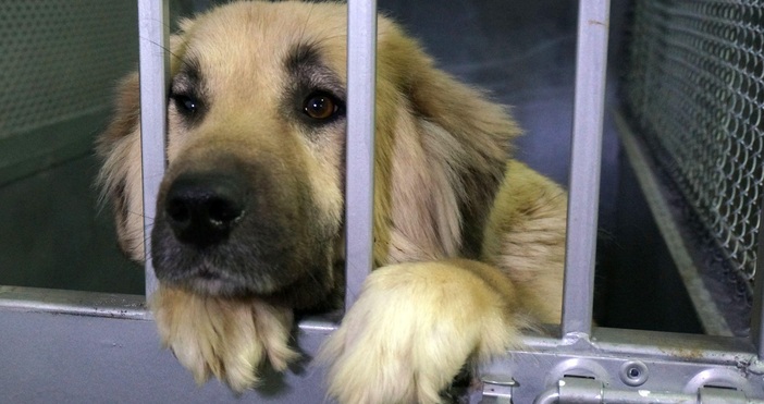 Сдружение Координационен център за противодействие на насилието над животните –