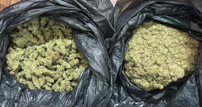 Снимки ОД на МВР ВарнаМарихуана за четвърт милион лева беше намерена