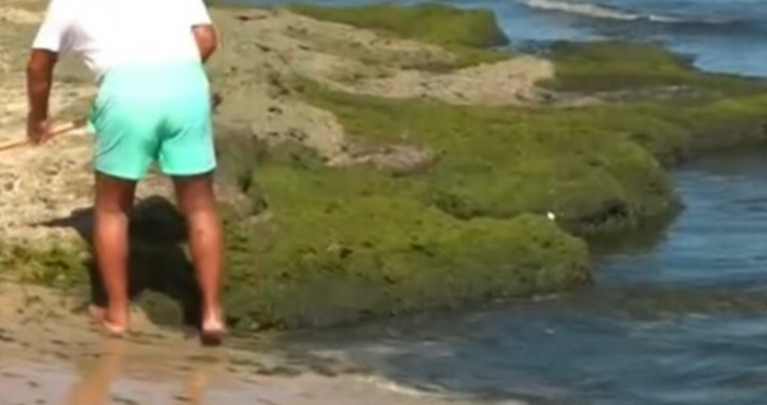 Петър Русев Видя ли тревата значи морето се разваля и