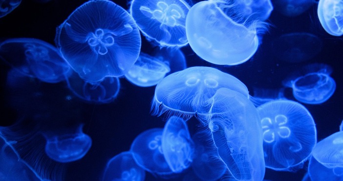 Досадните мекотели отново щурмуват нашите води Морето вече ври от медузи