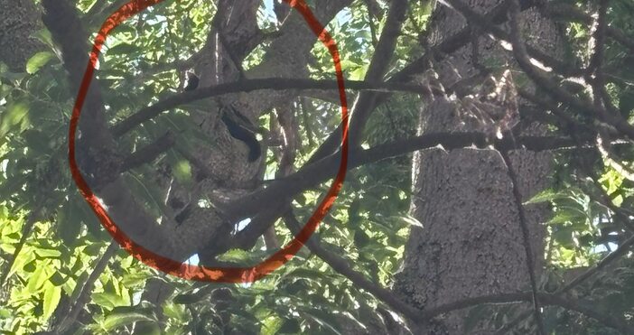 Гражданка съобщи за спешен случай във Варна СПЕШНО Нужна е помощ Във