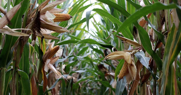 Над 700 килограма от декар е ориентировъчният добив при пшеницата