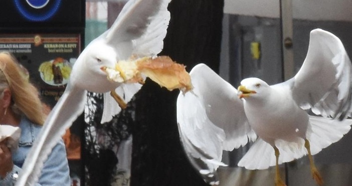 Зоопаркът във Варна призовава гражданите да се въздържат от носенето