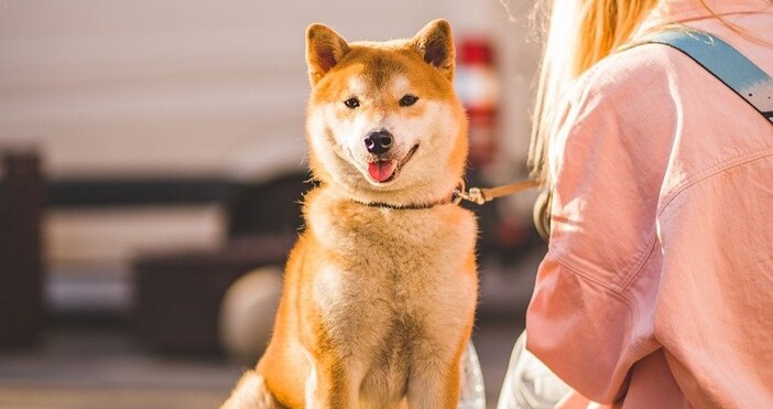 Столичният инспекторат увеличи контрола върху стопаните на домашни кучета през