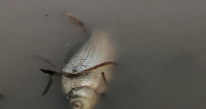 архивНе може да се говори за екологична катастрофа в