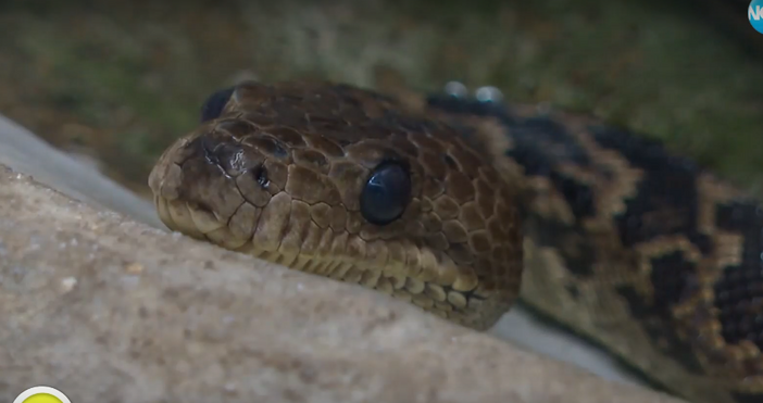 В разгара на лятото се появиха немалко сигнали за змии