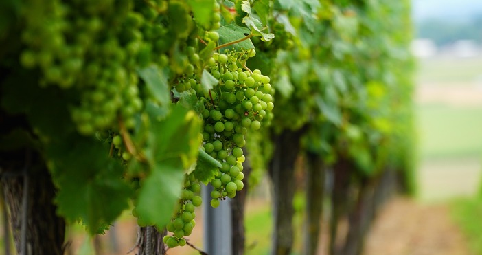 Лозари в цялата страна очакват рекордна реколта от грозде тази