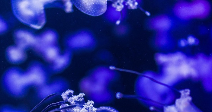 Лилави медузи се появиха в гръцкото море заради високите температури