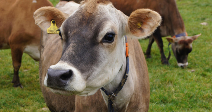 Крави спряха бързия влак Бургас София тази вечер Пътниците сигнализираха до