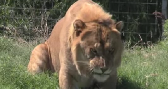 Лигър необичаен кръстосан екземпляр с баща лъв и майка