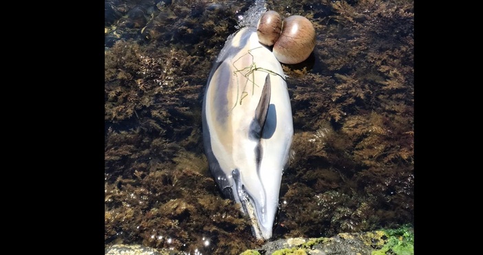 Публикация в социалните мрежи алармира за открит мъртъв делфин в