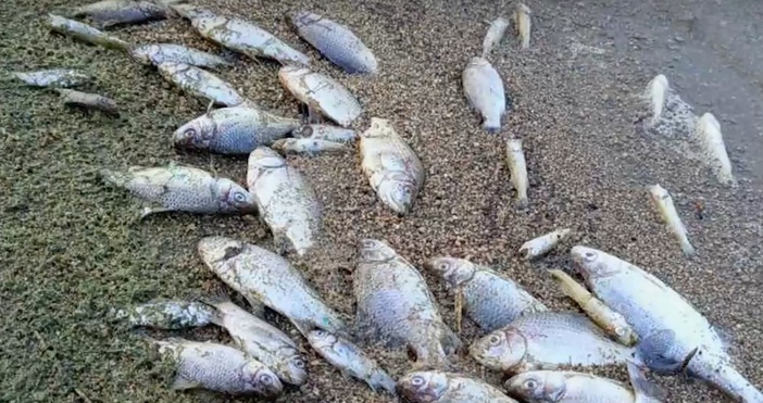 Стотици умрели риби се появиха в язовир Копринка Нивото на