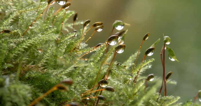 Професор от БАН с тревожна прогноза Дъждовете вече не охлаждат