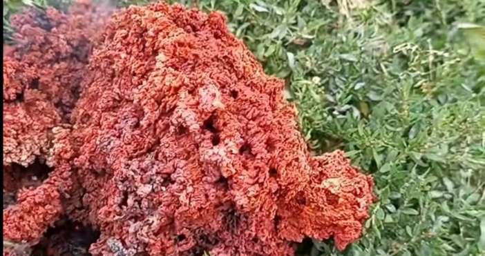 Червената пихтия в Якоруда просто е изчезнала Вълна от реакции и спекулации