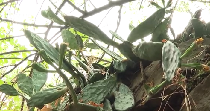 Инвазивният вид се разпространява много бързо и влияе на местните