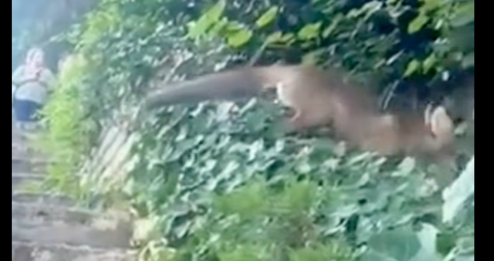 Във Варна още няма черна пантера но се появи друг