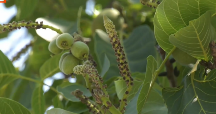 Орехите край Кърджали цъфнаха за втори път тази година и