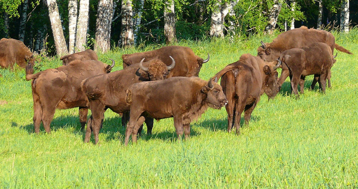 Пуснаха стадо зубри в дивата природа в Източните Родопи Стадото