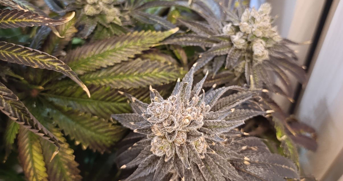 Снимки МВРПолицейски служители на Пето РУ СДВР разкриха домашна наркооранжерия в