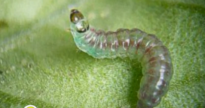 Освен климатичните промени друга глобална заплаха за земеделието вече е реалност