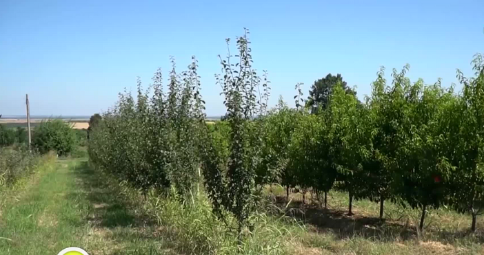 кадри   Нова тв Райска ябълка заменя черешовите градини а смокинята кайсиевите Овощари