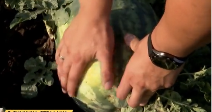 Според родните производители прекупвачите предлагат на едро по 40 50 стотинки