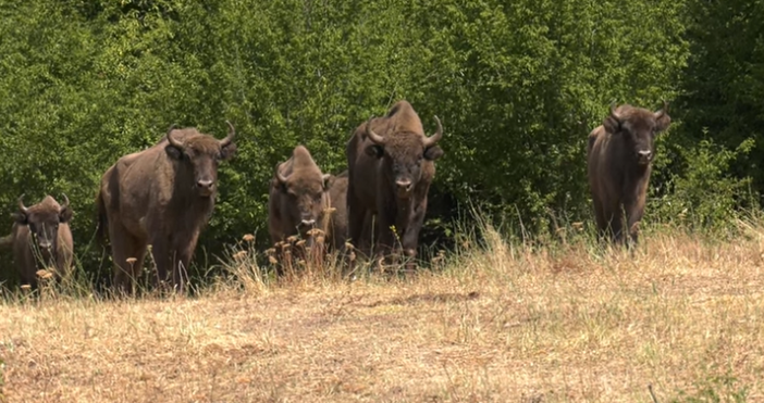 9 диви европейски бизона вид който е застрашен от