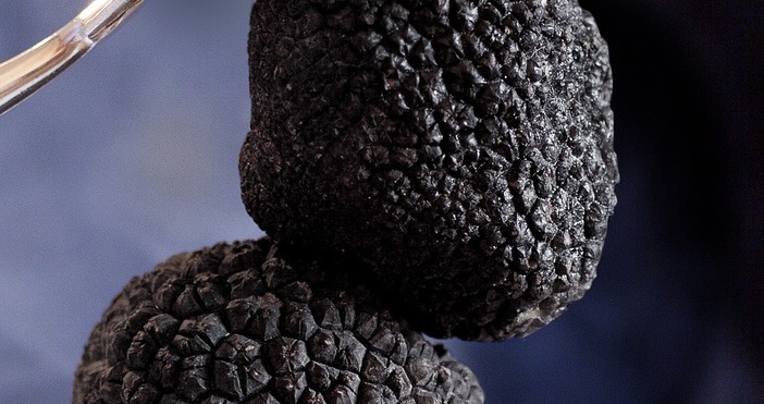 Българският трюфел е хит на европейския пазар а брането му