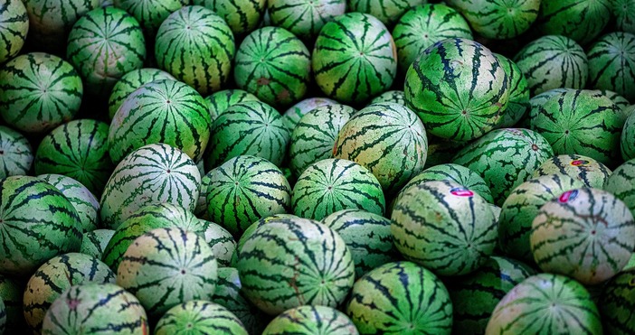 Земеделски производител Търговецът взима динята на 0 40 лв на пазара