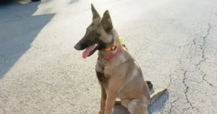 Героите на деня на граничен пункт Капитан Андреево не са