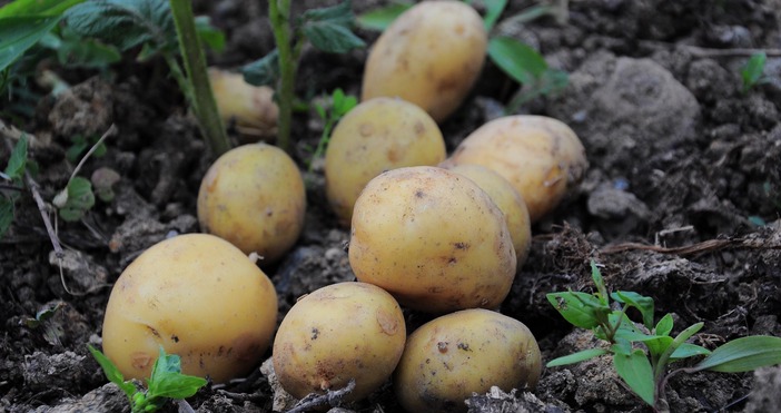 Как цените на храните се повишават заради климатичните промени Ново