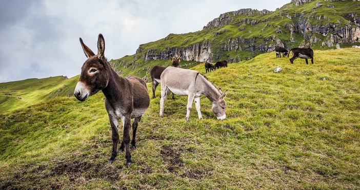 Благой и Бранимира Палакарчеви са семейство живеещо в самоковското село