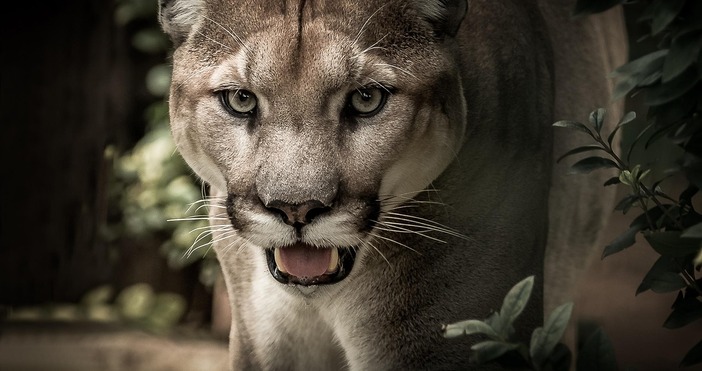 Пума нападна и рани 4 годишно дете в национален парк в